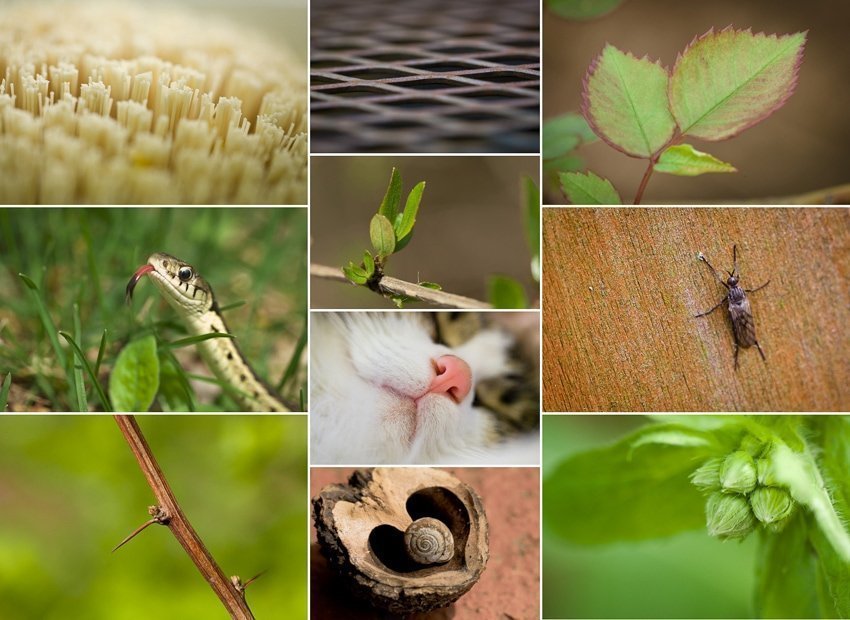 Collage of macro photos including leaves, a snail shell, a bug, a cat, and a snake