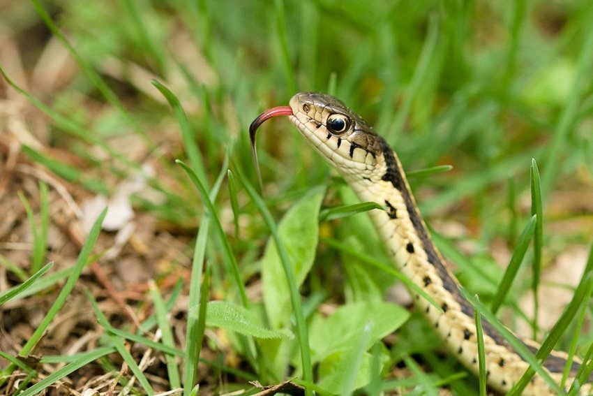 Macro Snake Photograph