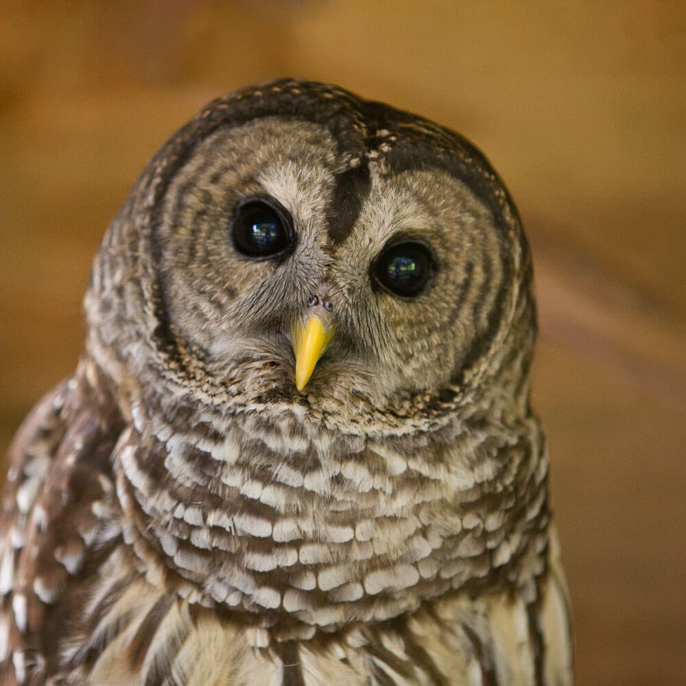 Close up photo of a barred owl