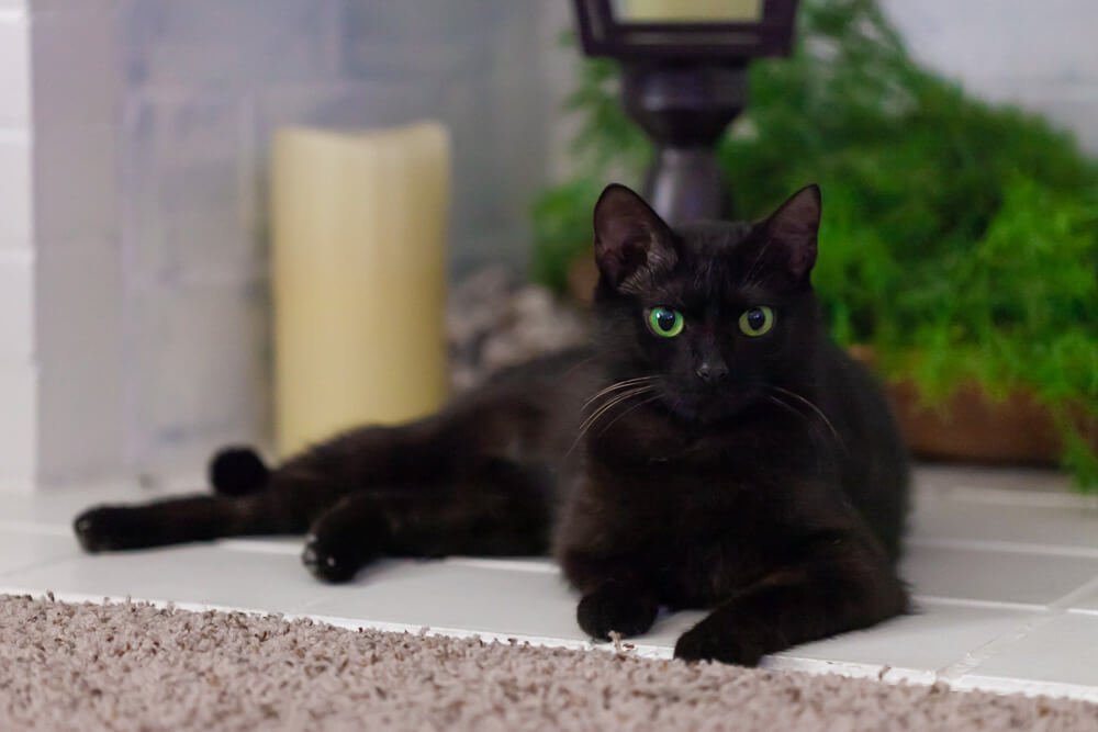Phot of a black cat with green eyes lying in front of a white fireplace