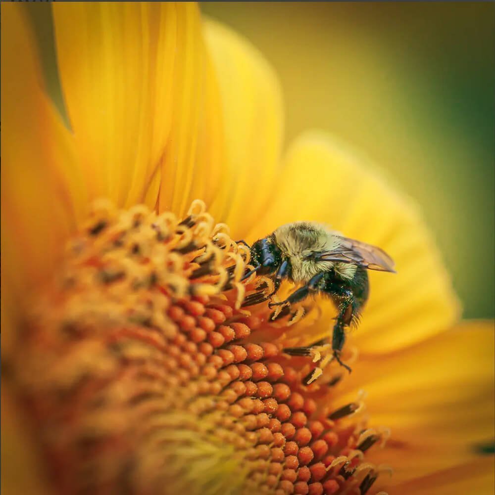 photo of a bee on a sunflower