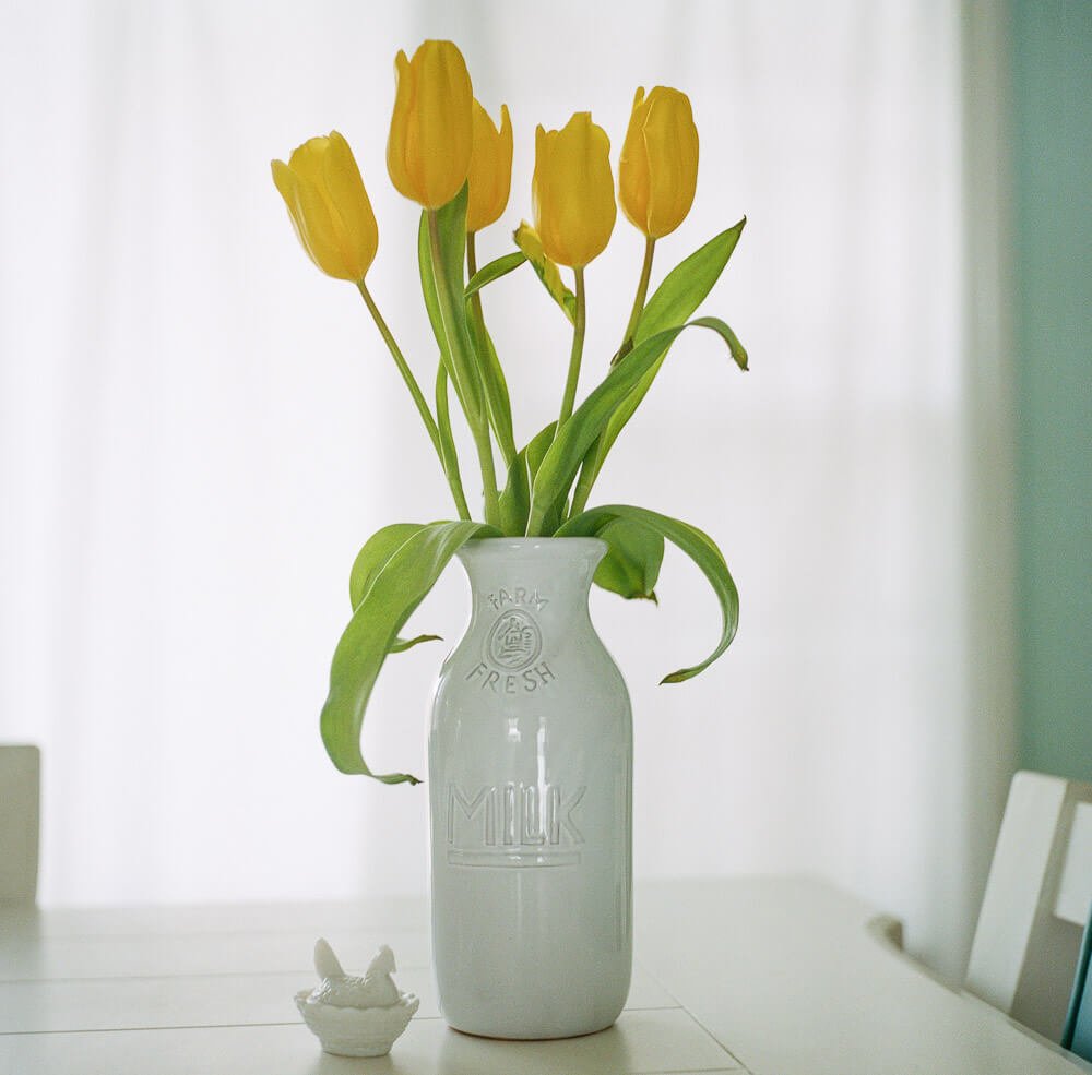 Photo of yellow tulips in a white milk bottle setting on a white table