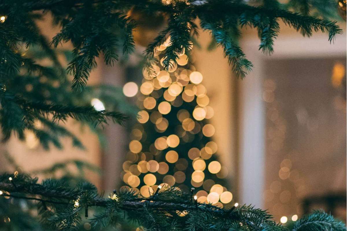 Photo of evergreen branches in front of out of focus Christmas lights